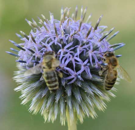 Bienen Sammeln Gemeinsam